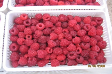 超大树莓、蓝莓获吉林省首批出口资格